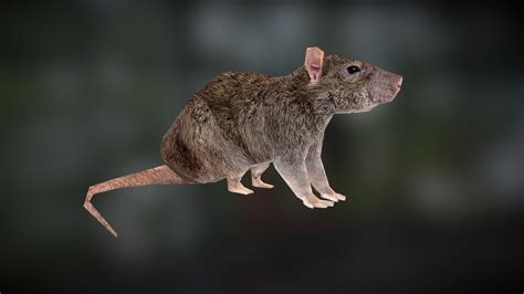 RAT .